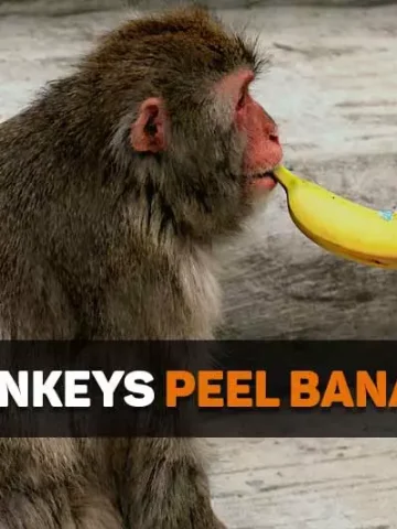 do monkeys peel bananas