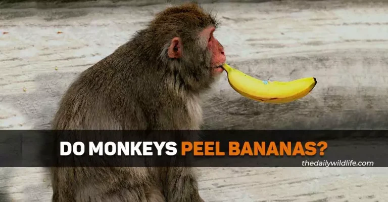 Do Monkeys Peel Bananas?