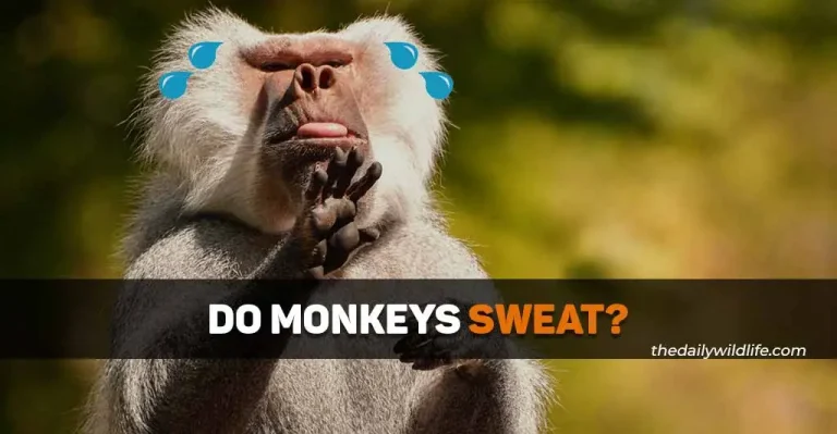 Do Monkeys Sweat?