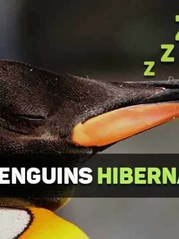 do penguins hibernate
