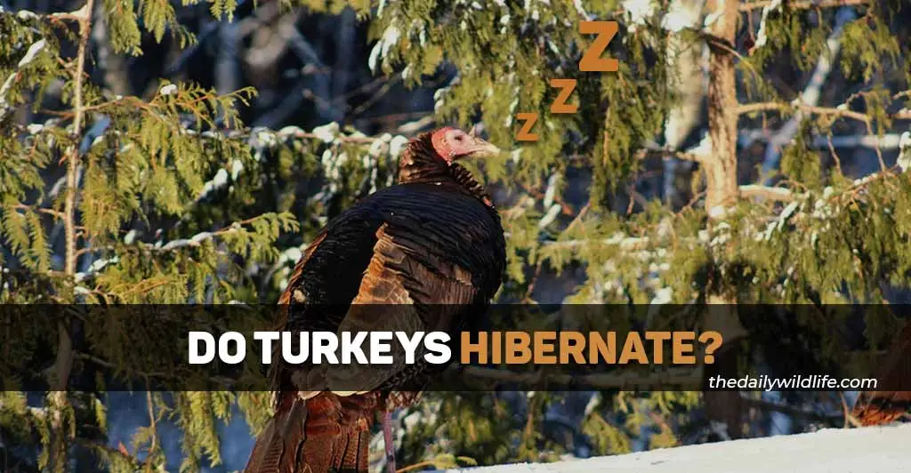 do turkeys hibernate