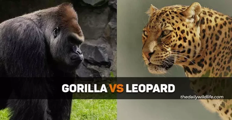 Silverback Gorilla Vs Leopard – Who Would Win In A Fight To Death?