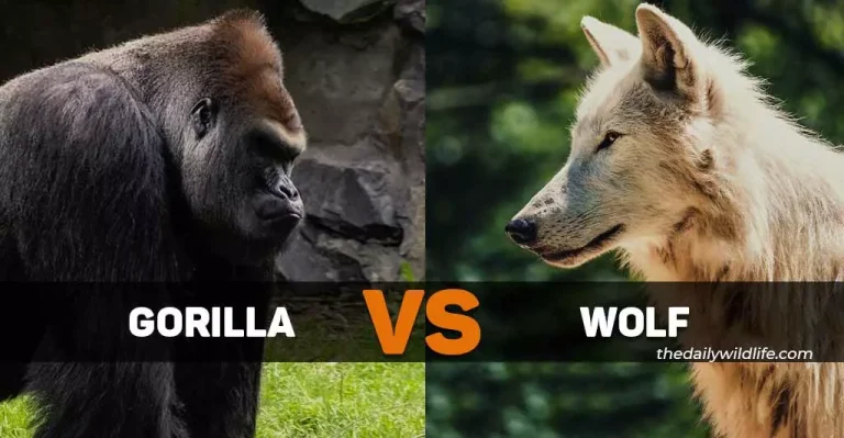 Gorilla Vs Wolf: Who Would Win In A Fight?