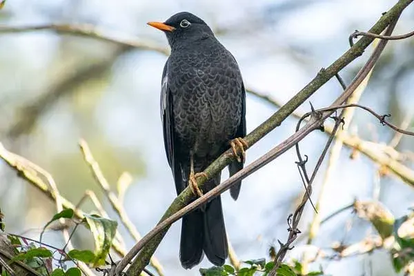 grey-winged blackbird