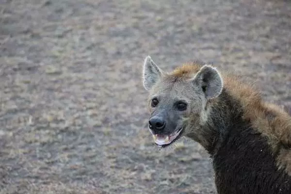 hyena teeth