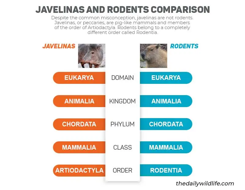 javelinas and rodents taxonomic comparison