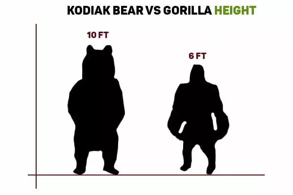 kodiak bear vs gorilla size