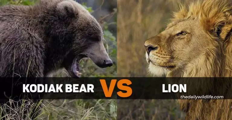 Kodiak Bear Vs Lion: Who Would Win In A Fight?