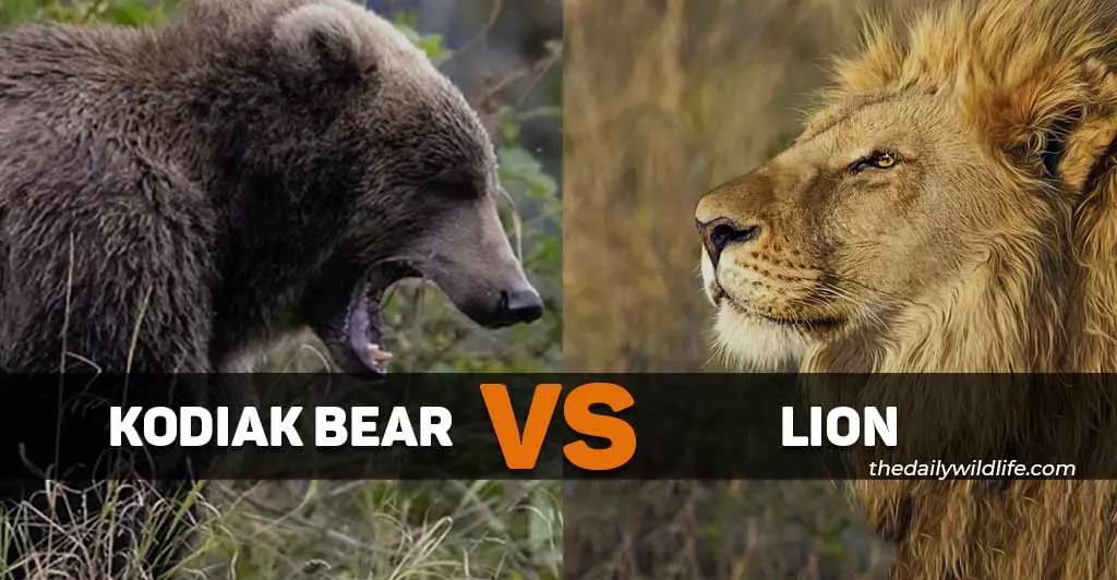 kodiak bear vs lion