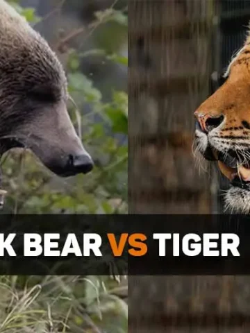 kodiak bear vs tiger