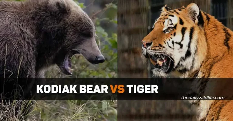 Kodiak Bear Vs Tiger – Who Would Win In A Fight?