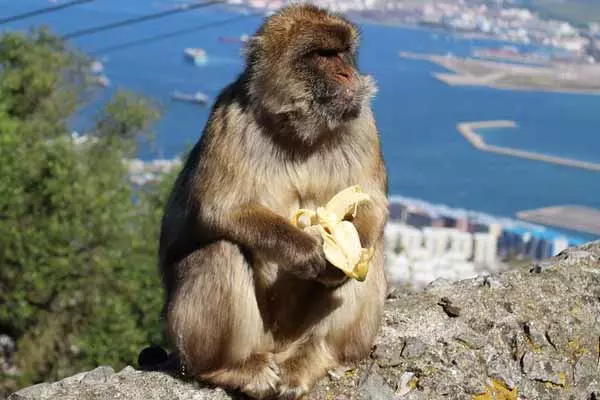 monkey peeling a banana