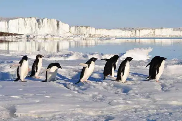 penguins migrating