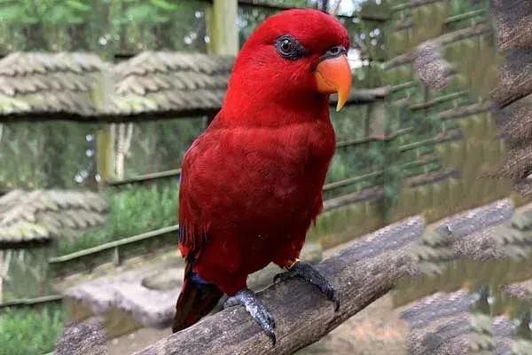red lory