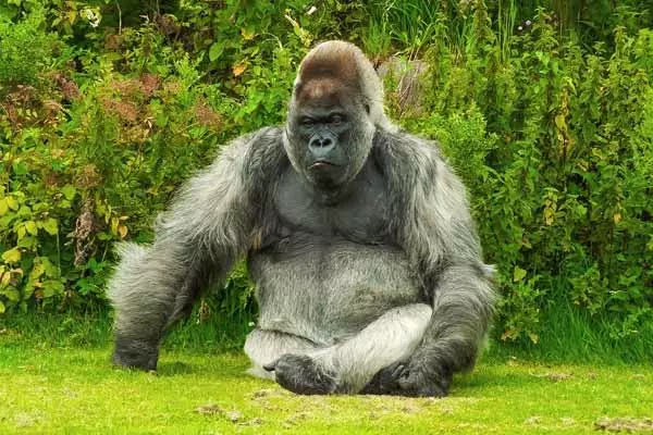 huge silverback gorilla