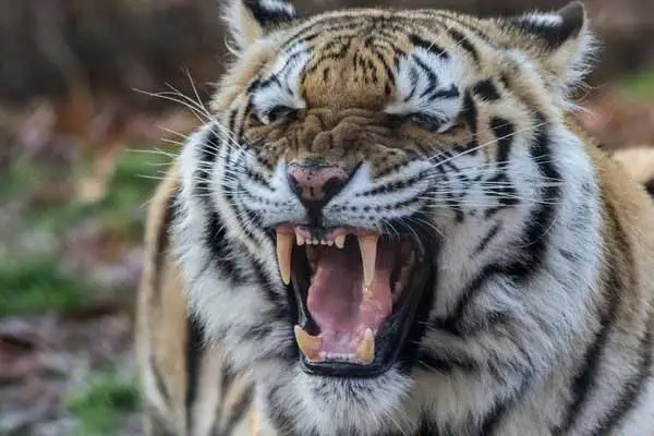 tiger fangs