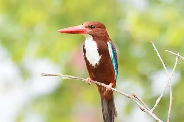 white-throated kingfisher