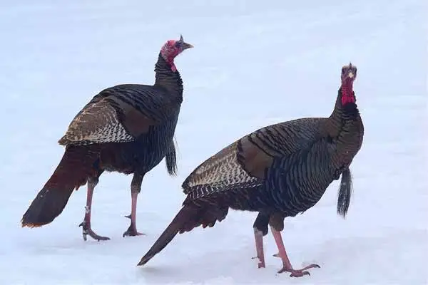 wild turkeys in winter