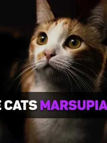 are cats marsupials