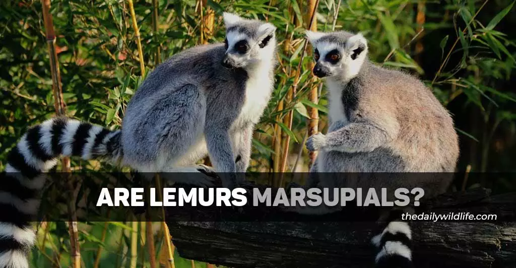 are lemurs marsupials