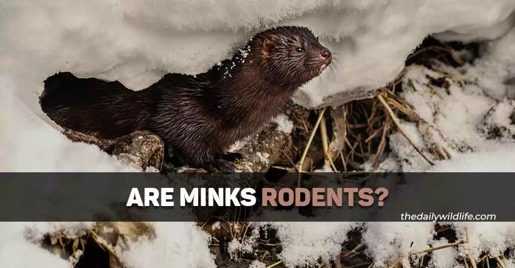 are minks rodents