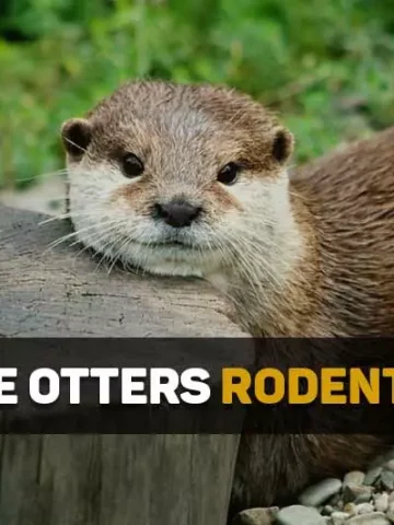 are otters rodents