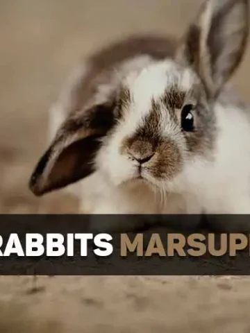 are rabbits marsupials