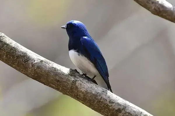 blue and white flycatcher bird on a tree