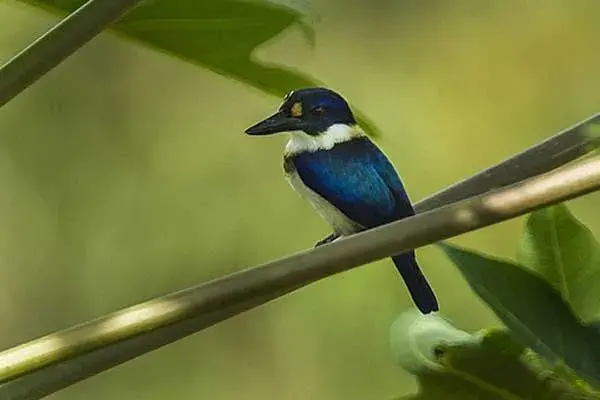 blue and white kingfisher