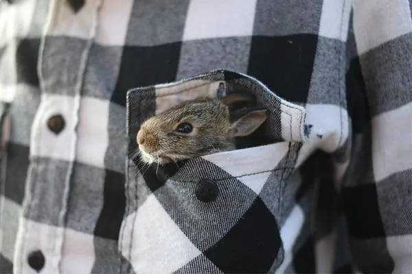 bunny in a pocket pouch