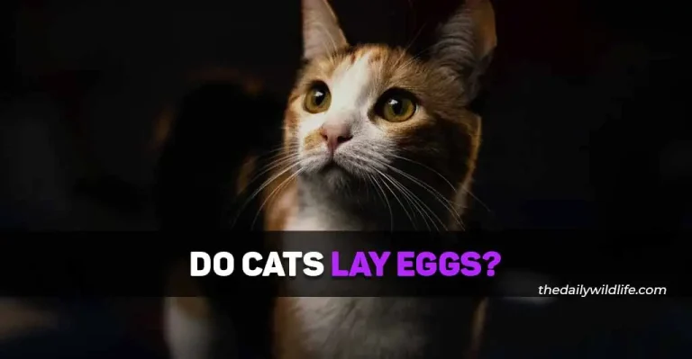Do Cats Lay Eggs?