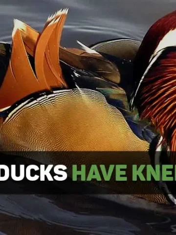 do ducks have knees