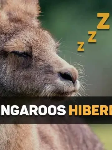 do kangaroos hibernate