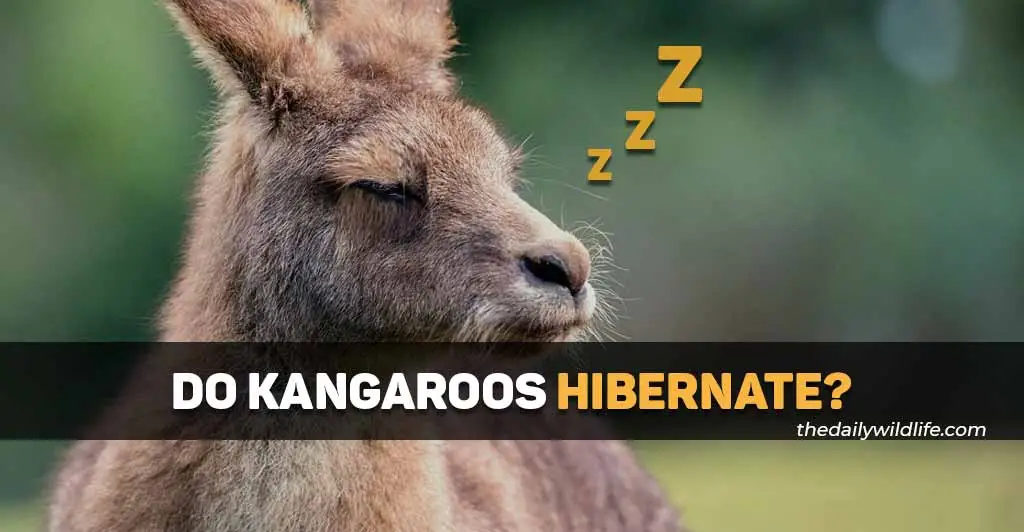 do kangaroos hibernate