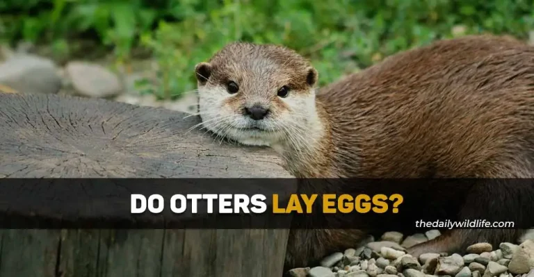 Do Otters Lay Eggs?
