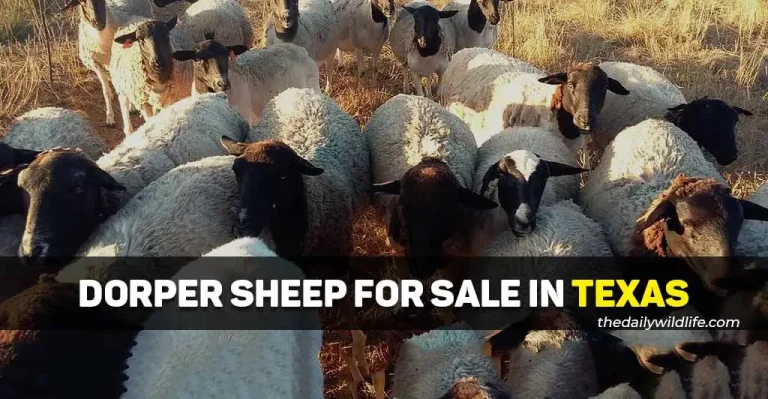 17 Best Places With Dorper Sheep For Sale In Texas