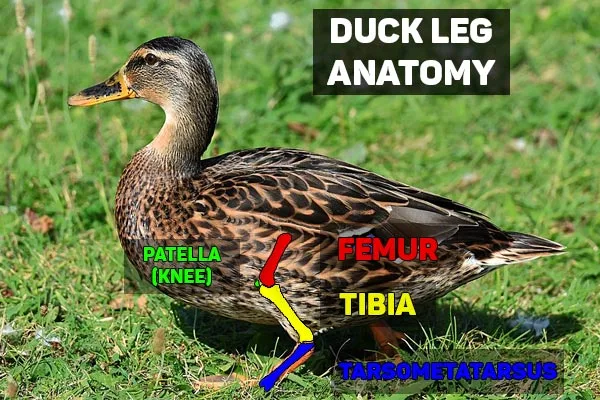 duck leg anatomy