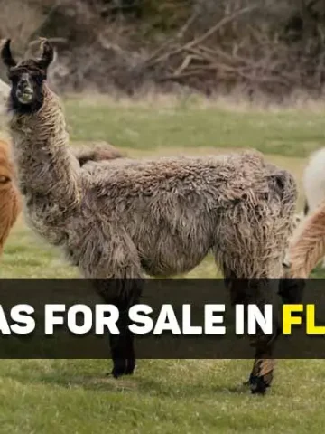 llamas for sale in florida