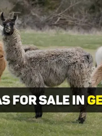 llamas for sale in georgia
