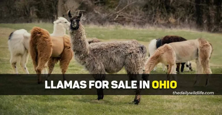 5 Best Places With Llamas For Sale In Ohio