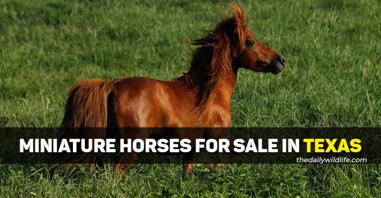 14 Best Places With Miniature Horses For Sale In Texas