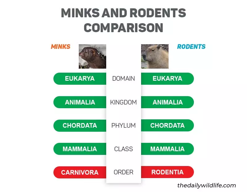 minks and rodents taxonomic comparison