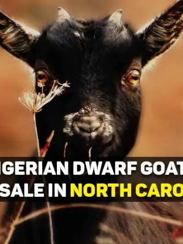 nigerian dwarf goats for sale in north carolina nc