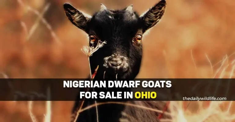 20 Places With Nigerian Dwarf Goats For Sale In Ohio