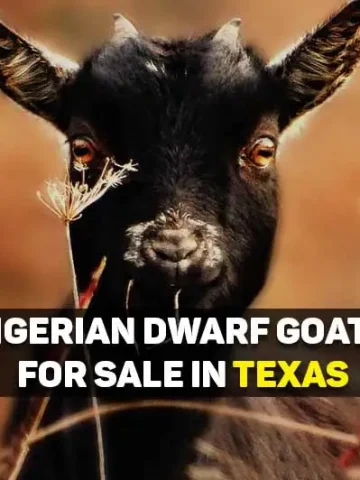 nigerian dwarf goats for sale in texas