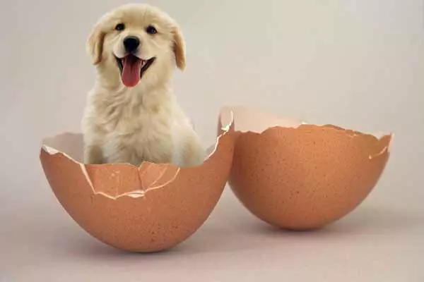 puppy in an egg shell