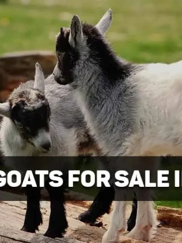 pygmy goats for sale in texas