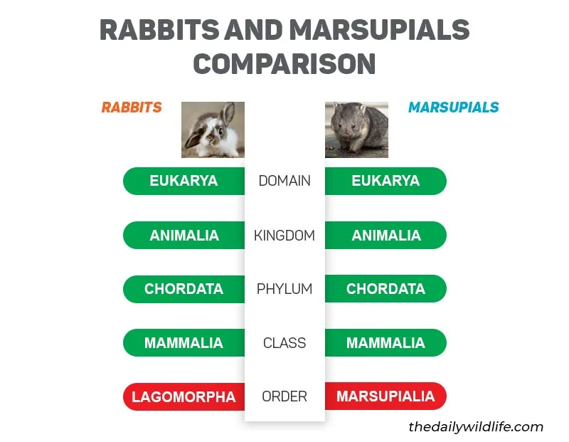 rabbits and marsupials taxonomic comparison