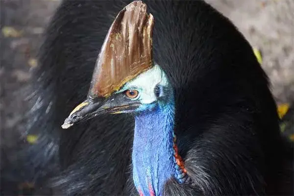 southern cassowary