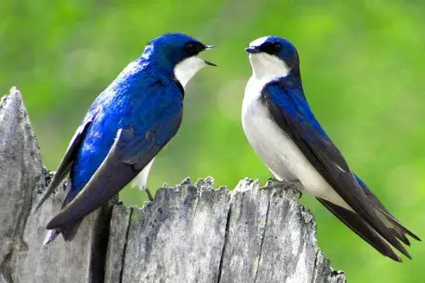 blue and white tree swallow birds